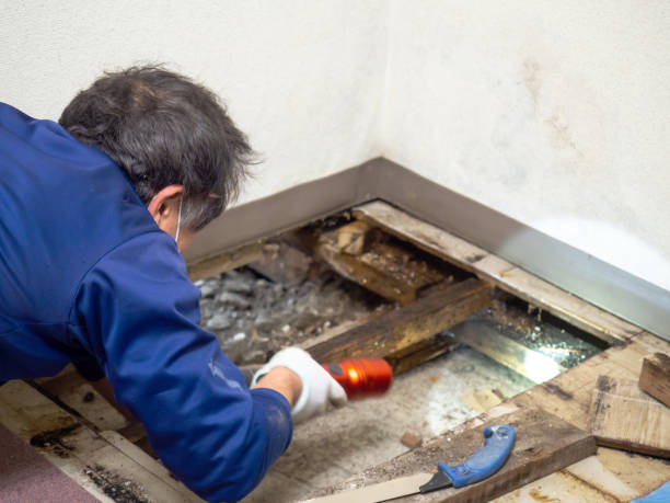 Best Mold Damage Repair  in Langston, OK