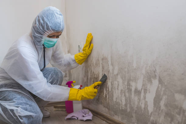 Best Local Mold Removal Service  in Langston, OK
