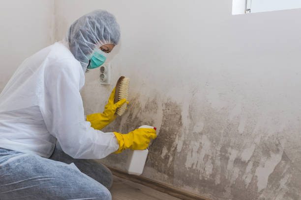 Best Professional Mold Removal  in Langston, OK