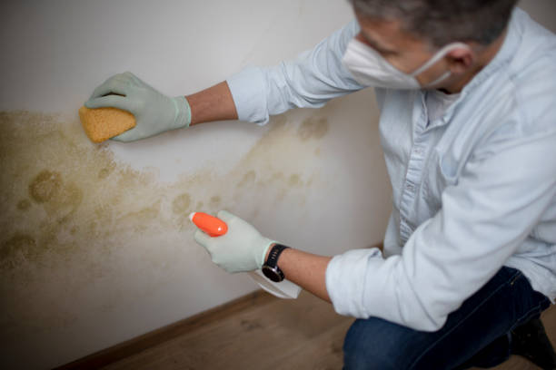 Best Office Mold Removal Services  in Langston, OK