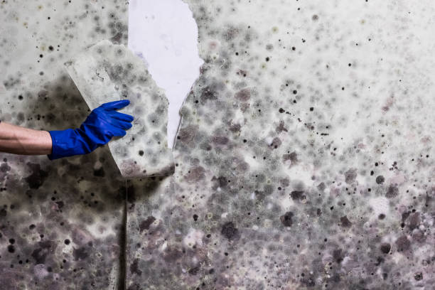 Best Fast Mold Removal  in Langston, OK