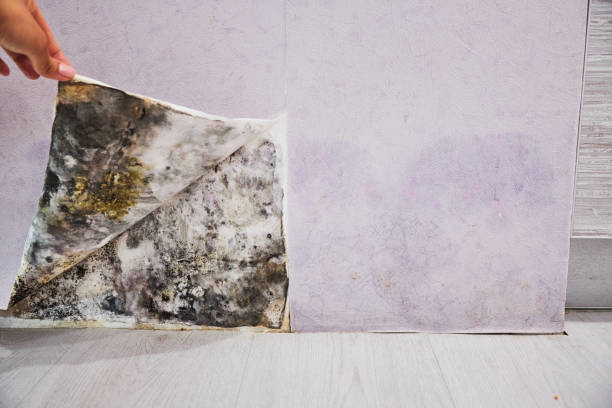 Professional Mold Removal in Langston, OK